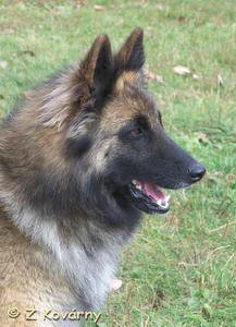 hedis_dog_1.jpg