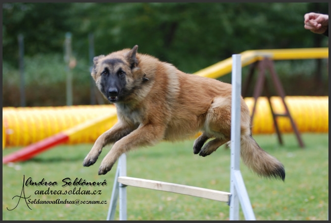 agility 1.jpg