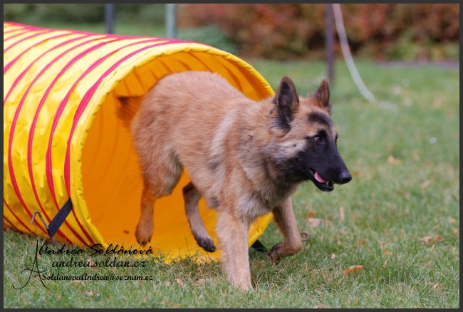 agility 3.jpg