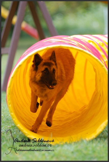 agility 5.jpg
