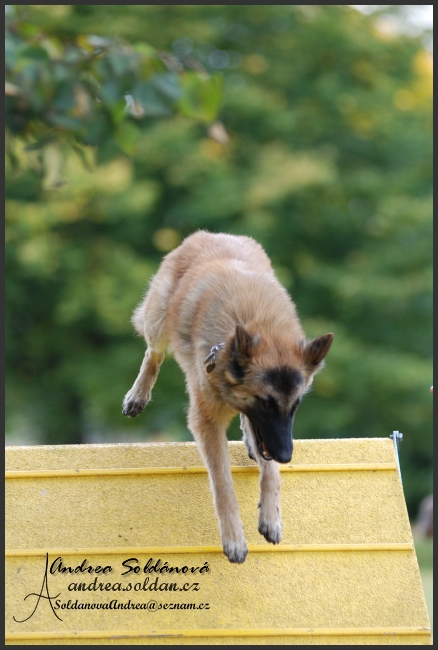 agility 6.jpg